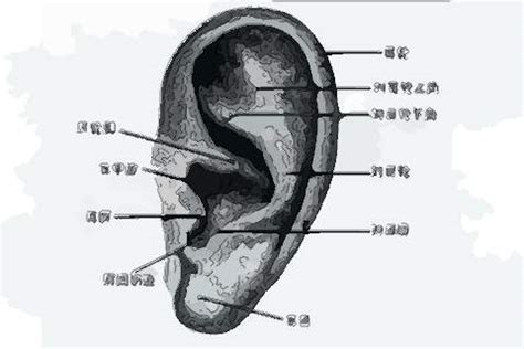 耳上有痣|耳朵有痣的命运好吗？左右耳有痣区别很大！你一定不知道